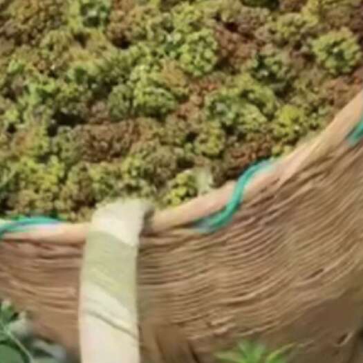 大化县广西大化吴茱萸 中药材果实籽仁类优质货源