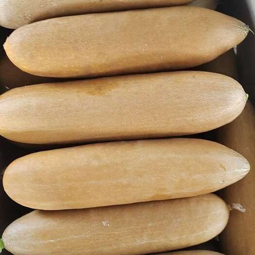 梨树县老黄瓜种