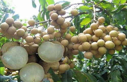 昆明出龙眼水果，龙眼干，桂圆干，小干桂各类水果。