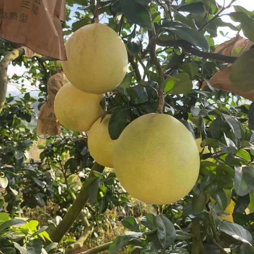 容县广西蜜柚新鲜水果柑橘类柚子产地直供