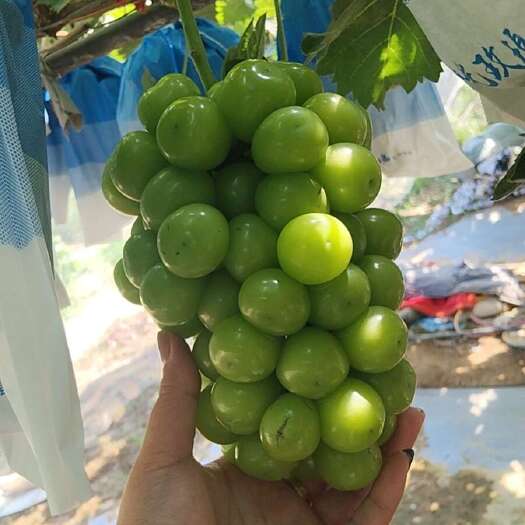 沭阳县阳光玫瑰葡萄如蜜糖般清甜，每一颗都饱含自然的馈赠。
