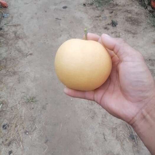 清丰县新高梨   面好   甘甜多汁