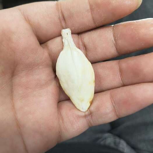 苏州太湖天然鱼宝