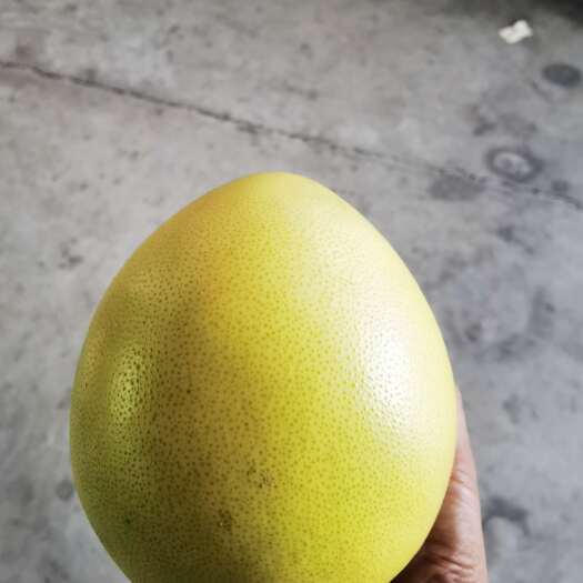 梅州梅州蜜柚开始上市啦！