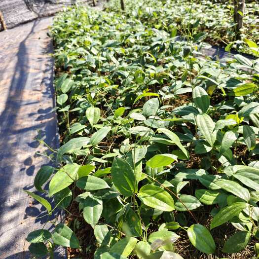 个旧市土茯苓苗，云南土茯苓