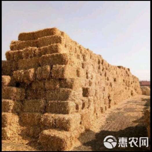 达拉特旗大量出售玉米秸秆草块一吨650–700需要的电聊