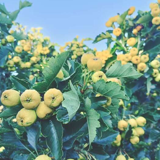 费县2025年沂蒙山金如意黄山楂大量上市！供商超 电商 批发市