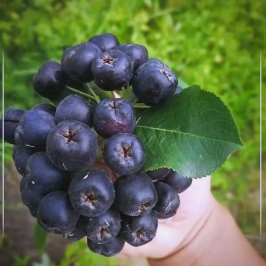 甘肃省武威优质不老莓（黑果腺肋花楸）