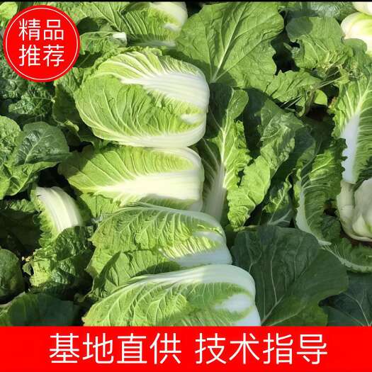 蔚县河北张家口蔚县旱地黄心大白菜新鲜蔬菜叶菜类优质供应