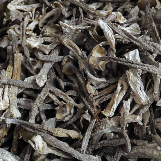 鹿茸菇干货中大条 精品食用菌火锅食材 产地直发一手货源保质量