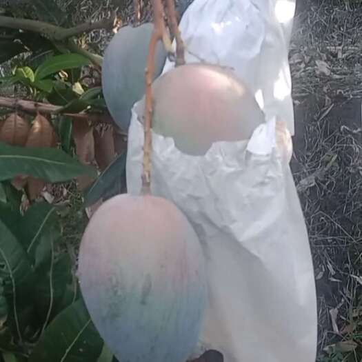 华坪县云南华坪自家种植凯特芒果3万斤可以采摘了哦