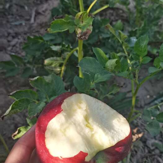 甘谷县天水花牛苹果