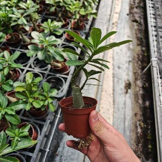 佛山沙漠玫瑰基地批发