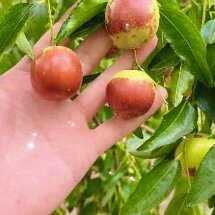 马奶枣，冬枣大量上市，支持各大平台，批发商，赶集小范。脆甜可