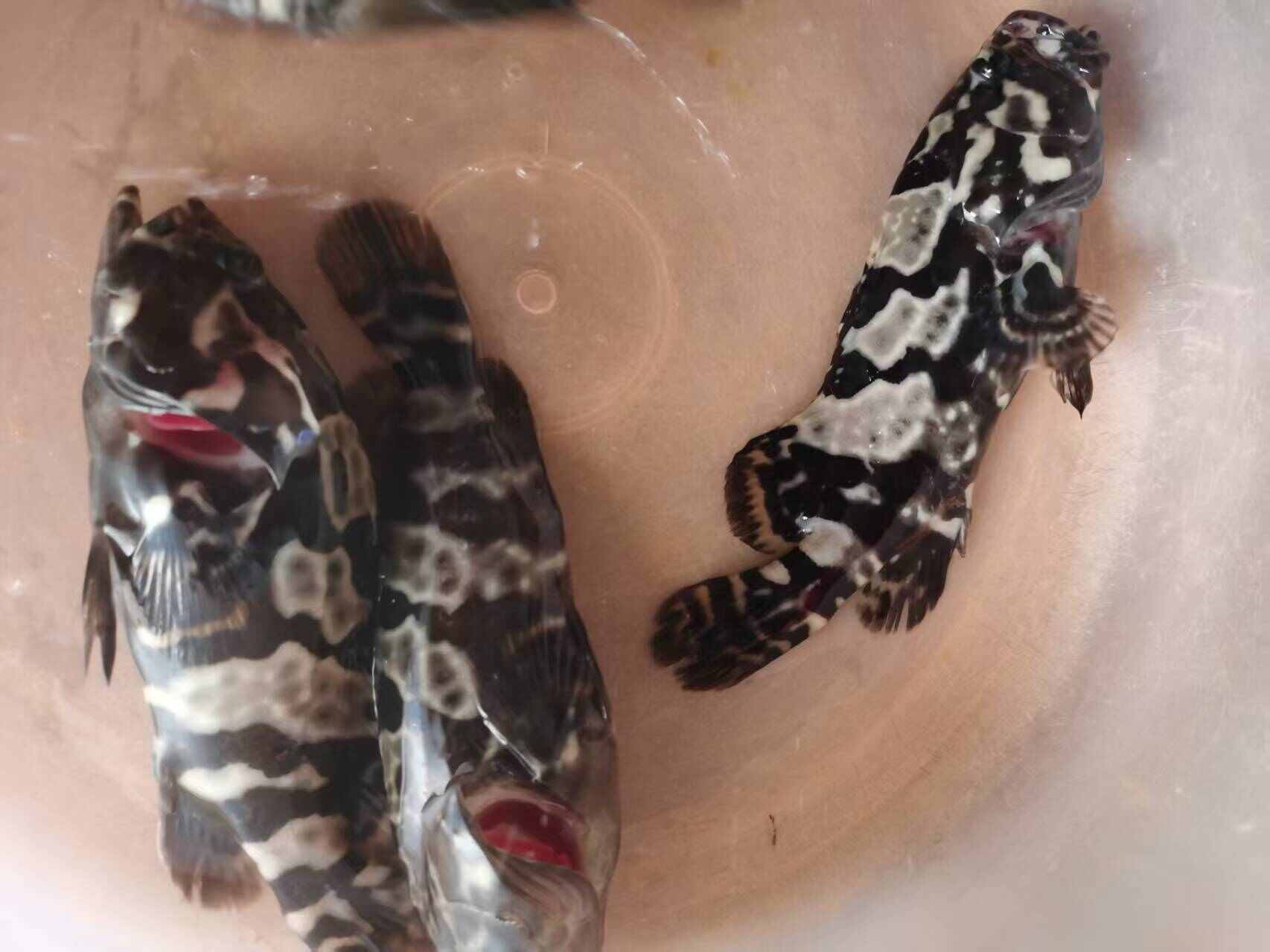 珍珠石斑鱼  17-19 公分的