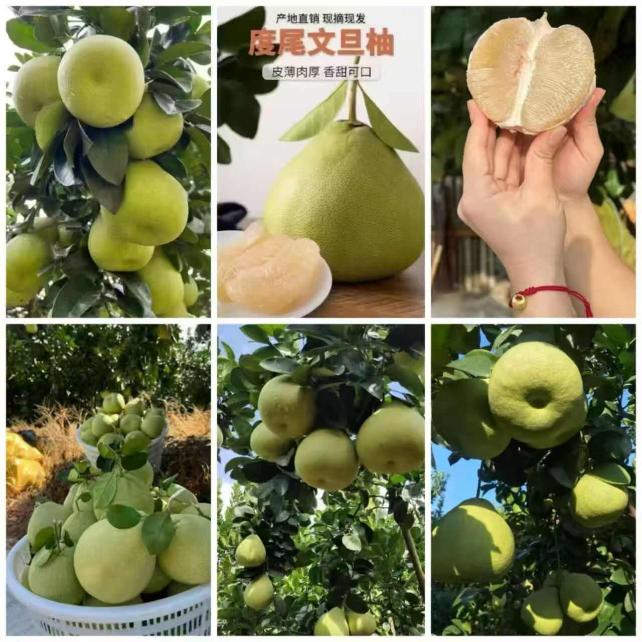 仙游文旦柚，新采摘的柚子