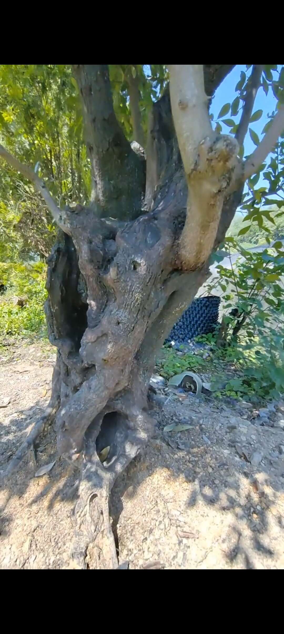 造型金弹子景观树贵州铜仁优质苗木批发