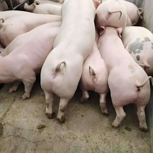 西充县瘦肉型仔猪 长白母猪 黑仔猪