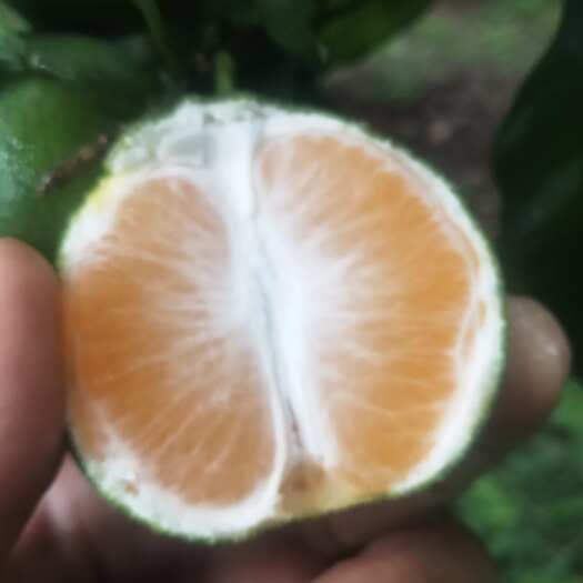 资阳四川资阳特早密橘大量上市，有需要的老板联系我
