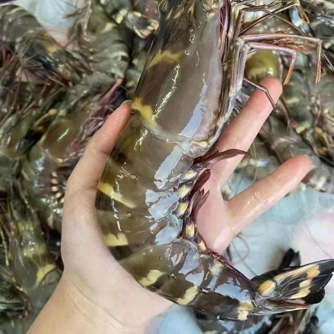 【越南黑虎虾】老虎虾鲜活速冻新鲜海鲜水产特大基围虾冷冻现货