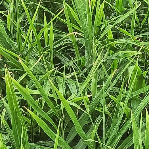 文山市青苗姜种姜。电商、市场、库存姜