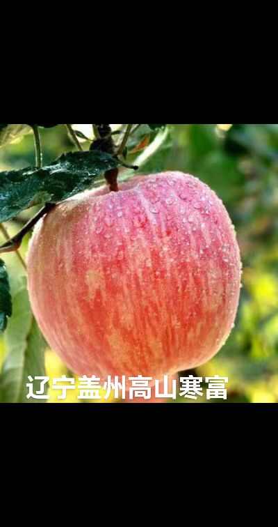 辽宁营口盖州市高山寒富大量现货价格美丽