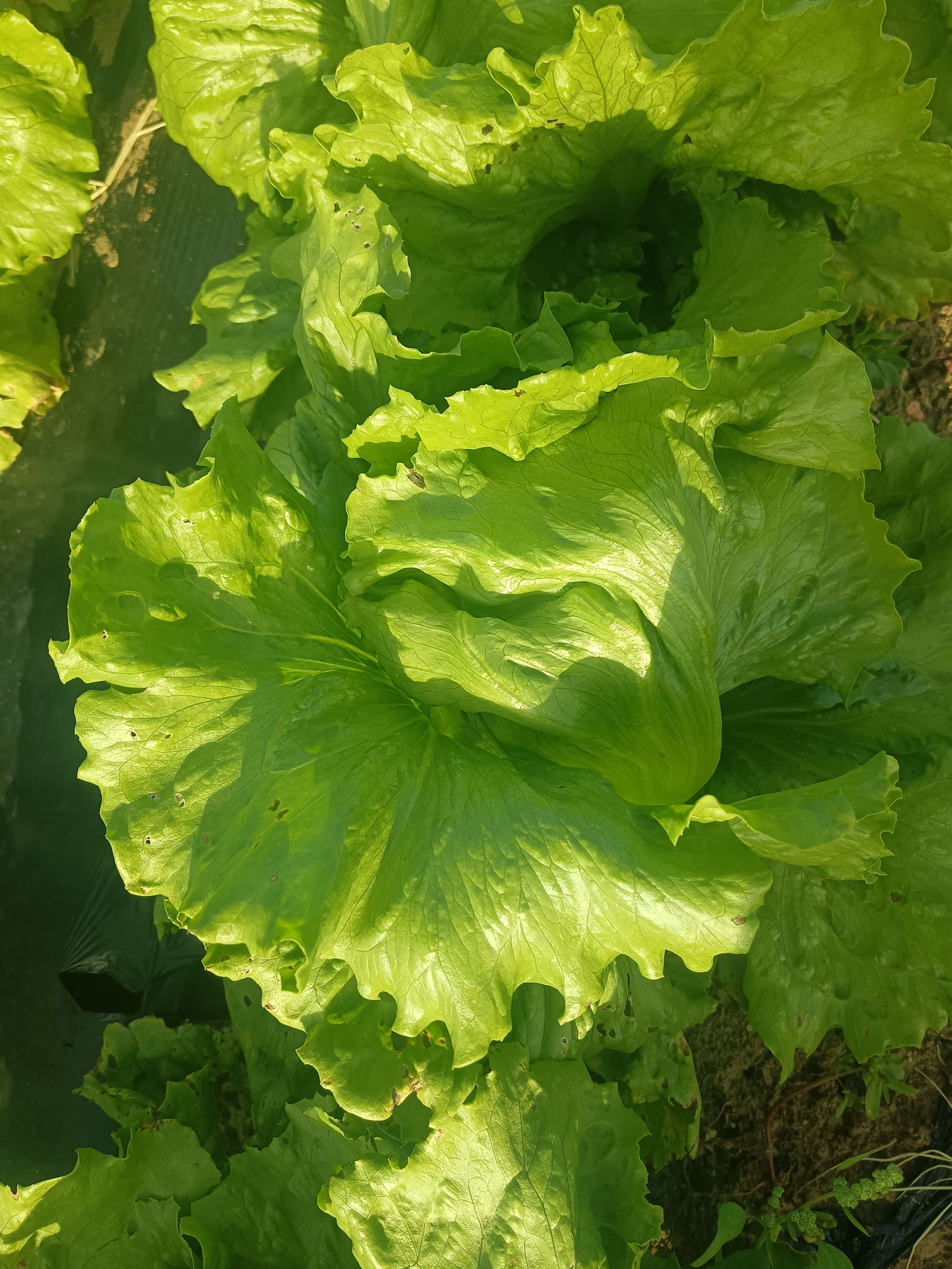 生菜，河北生菜，张家口生菜，阳原生菜，蔚县生菜，深井生菜