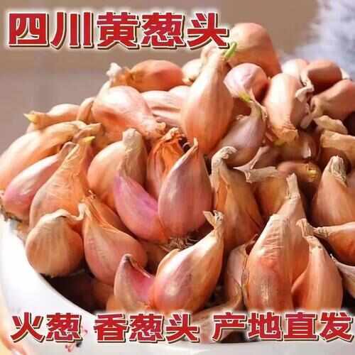 成都火葱批发零售