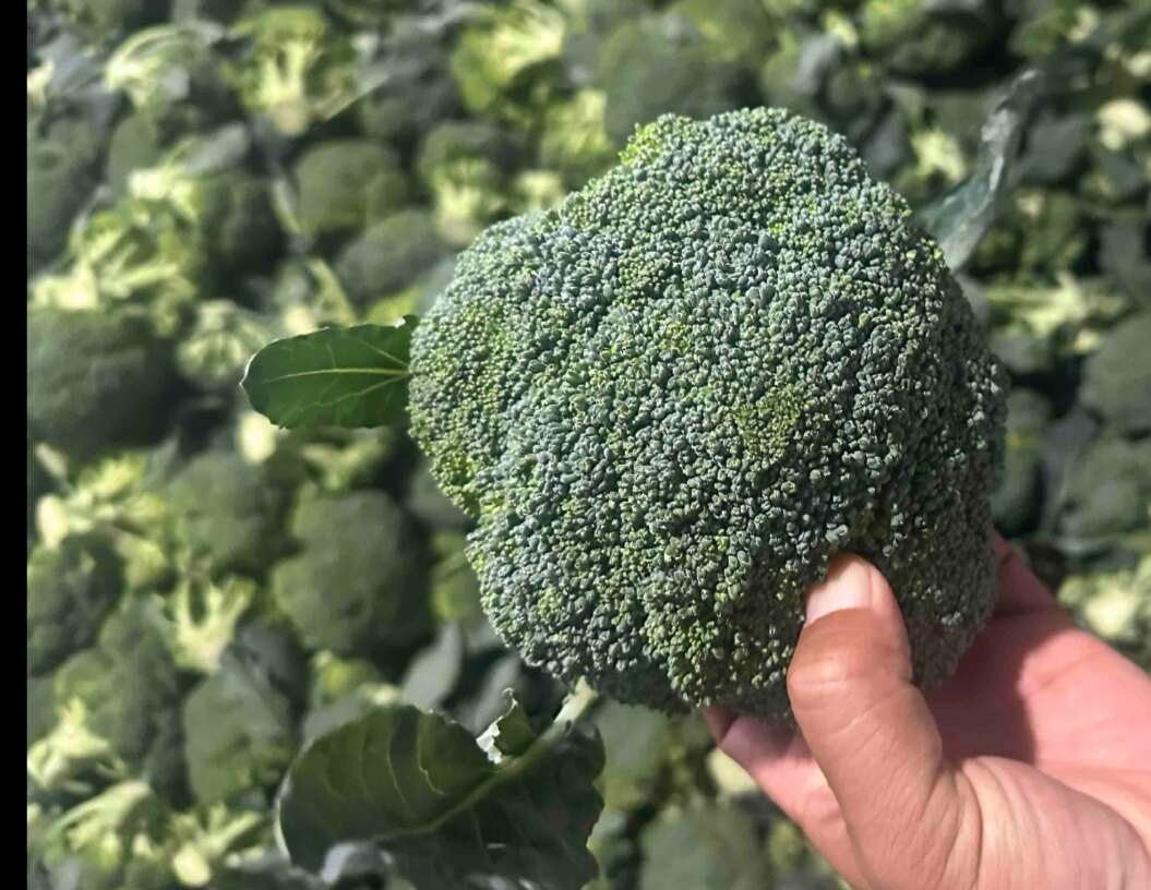 西兰花，河北西兰花，蔚县西兰花，张家口西兰花，阳原西兰花