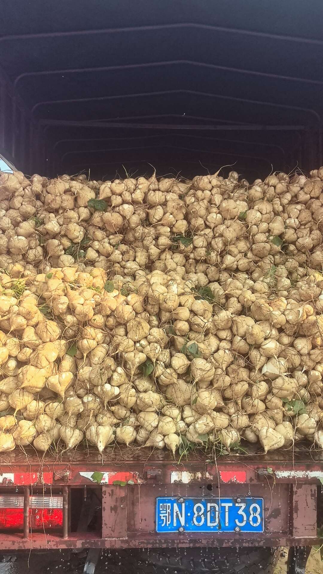 湖北天门凉薯 新鲜根茎蔬菜 产地直发