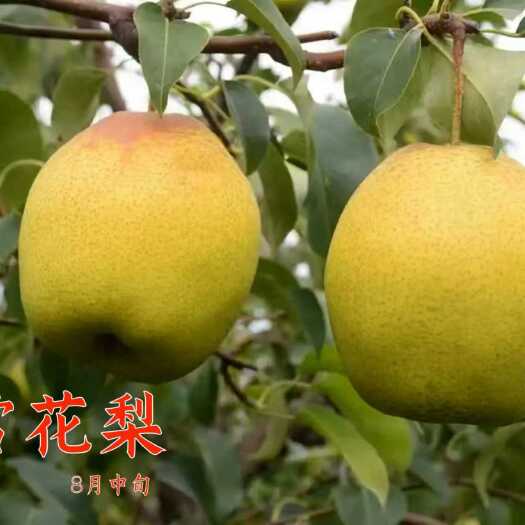 曲阳县雪花梨苗，嫁接苗，4公分的当年栽植当年结果的。