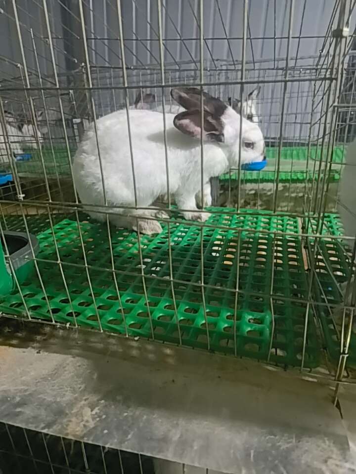 伊拉兔