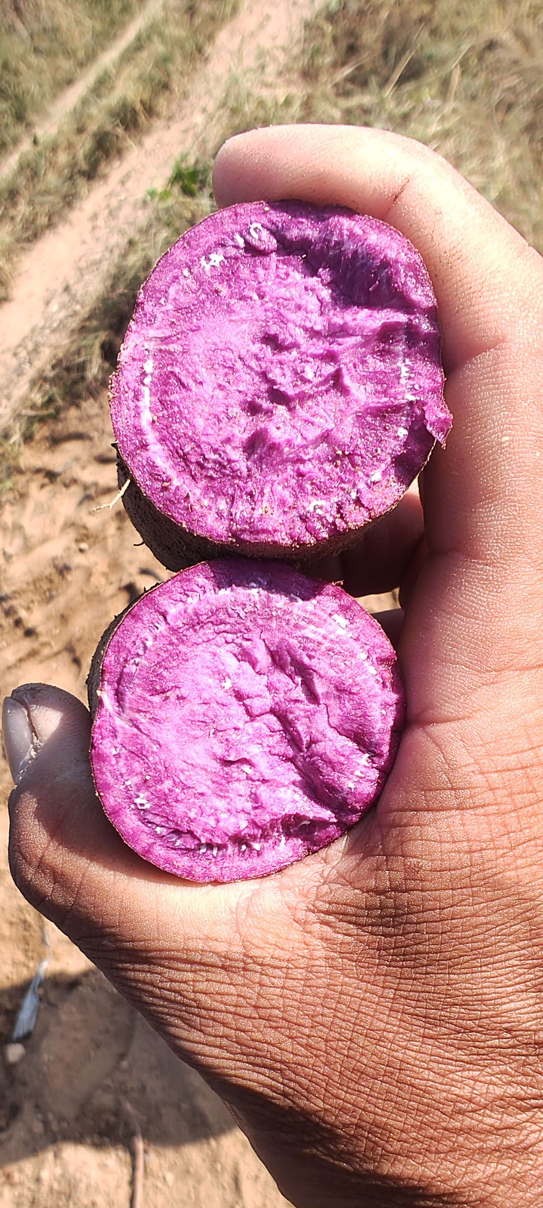 花叶二代贵妃紫，丘陵沙土地，口感特别软糯香甜，