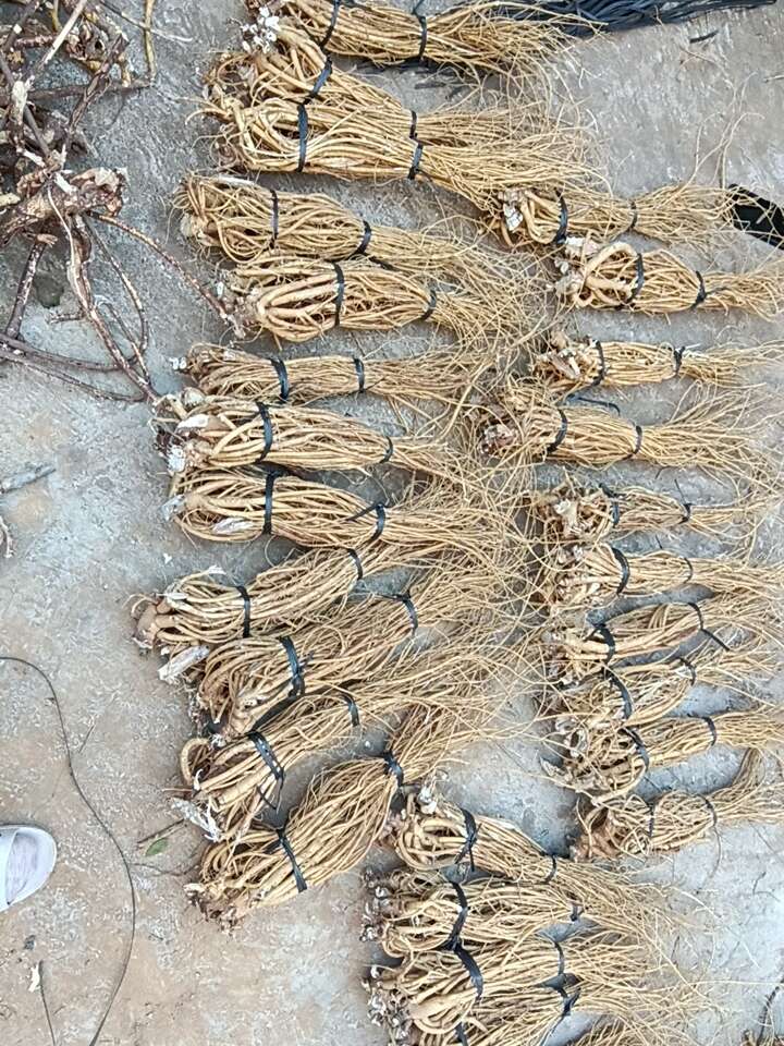 两年货，石参根