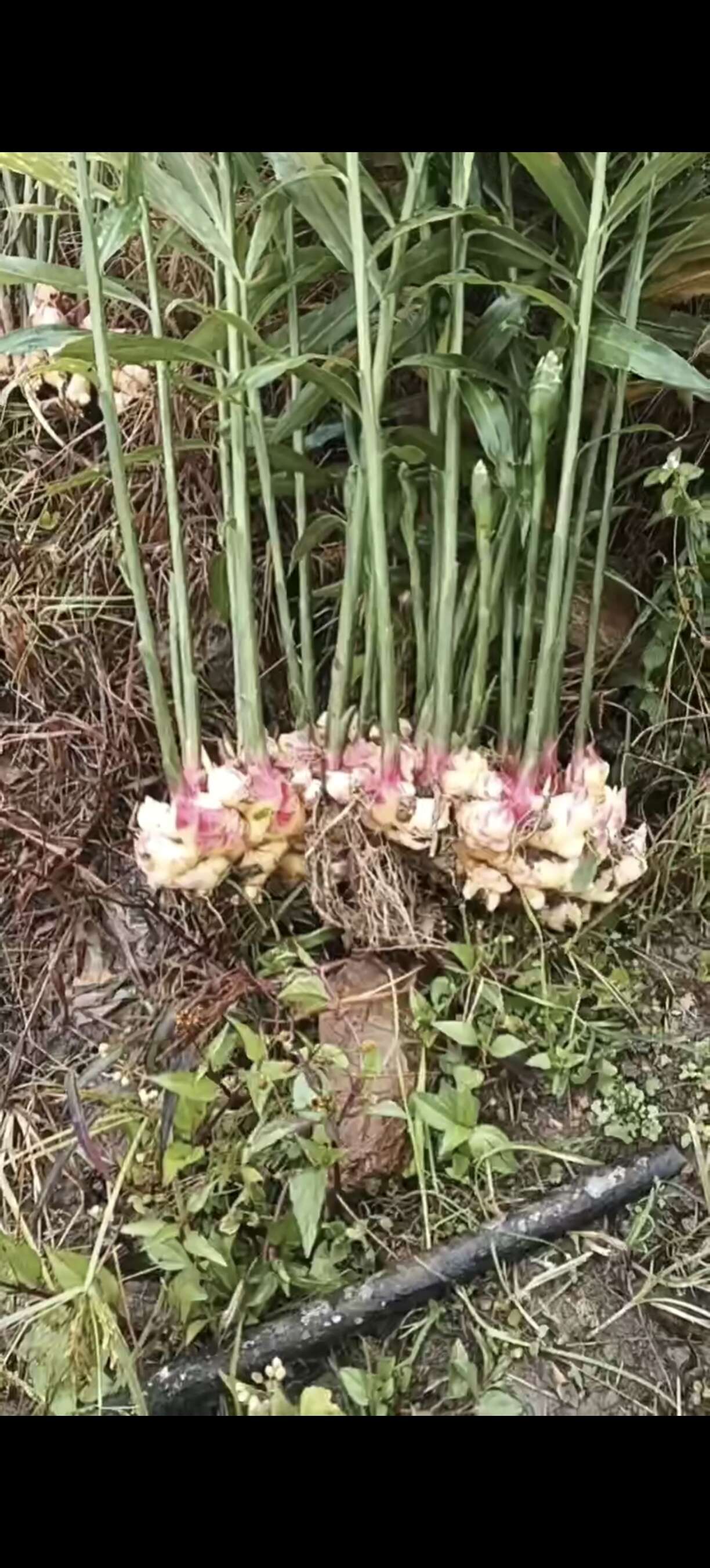 湖南2号姜，嫩姜，云南高山种出来的姜