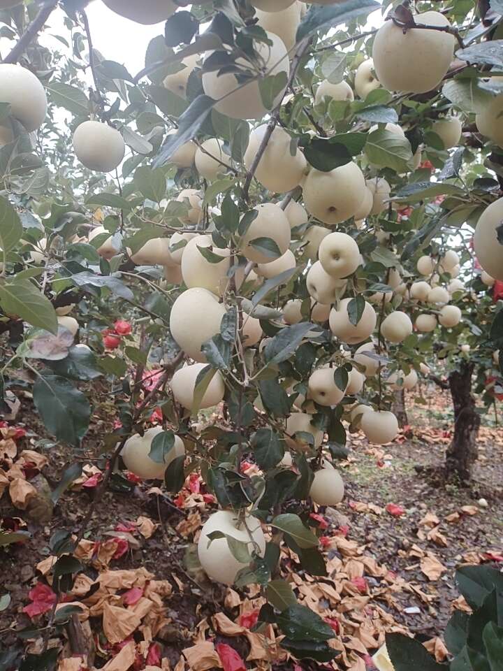 栖霞红富士苹果