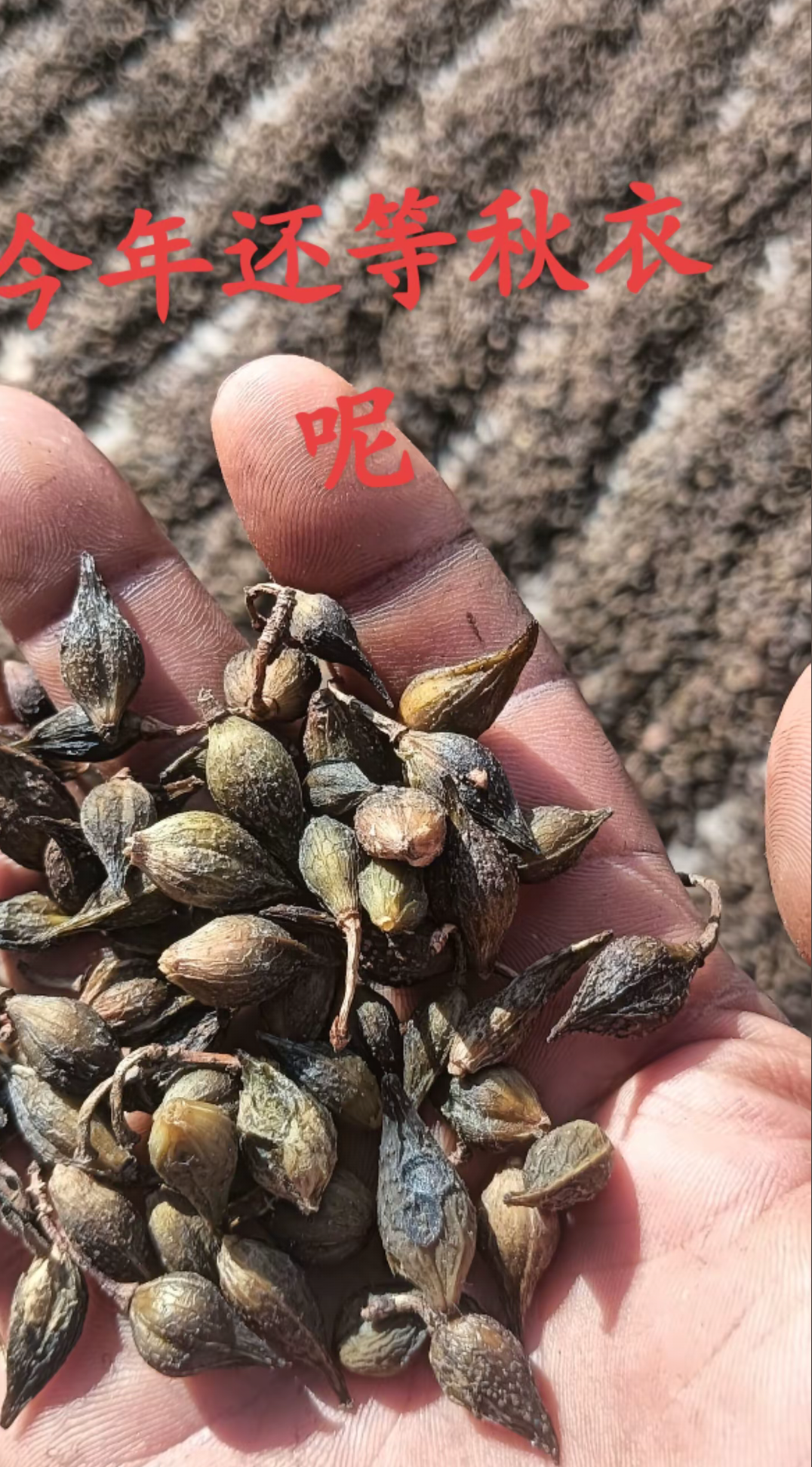 延安老山干连翘，家种连翘