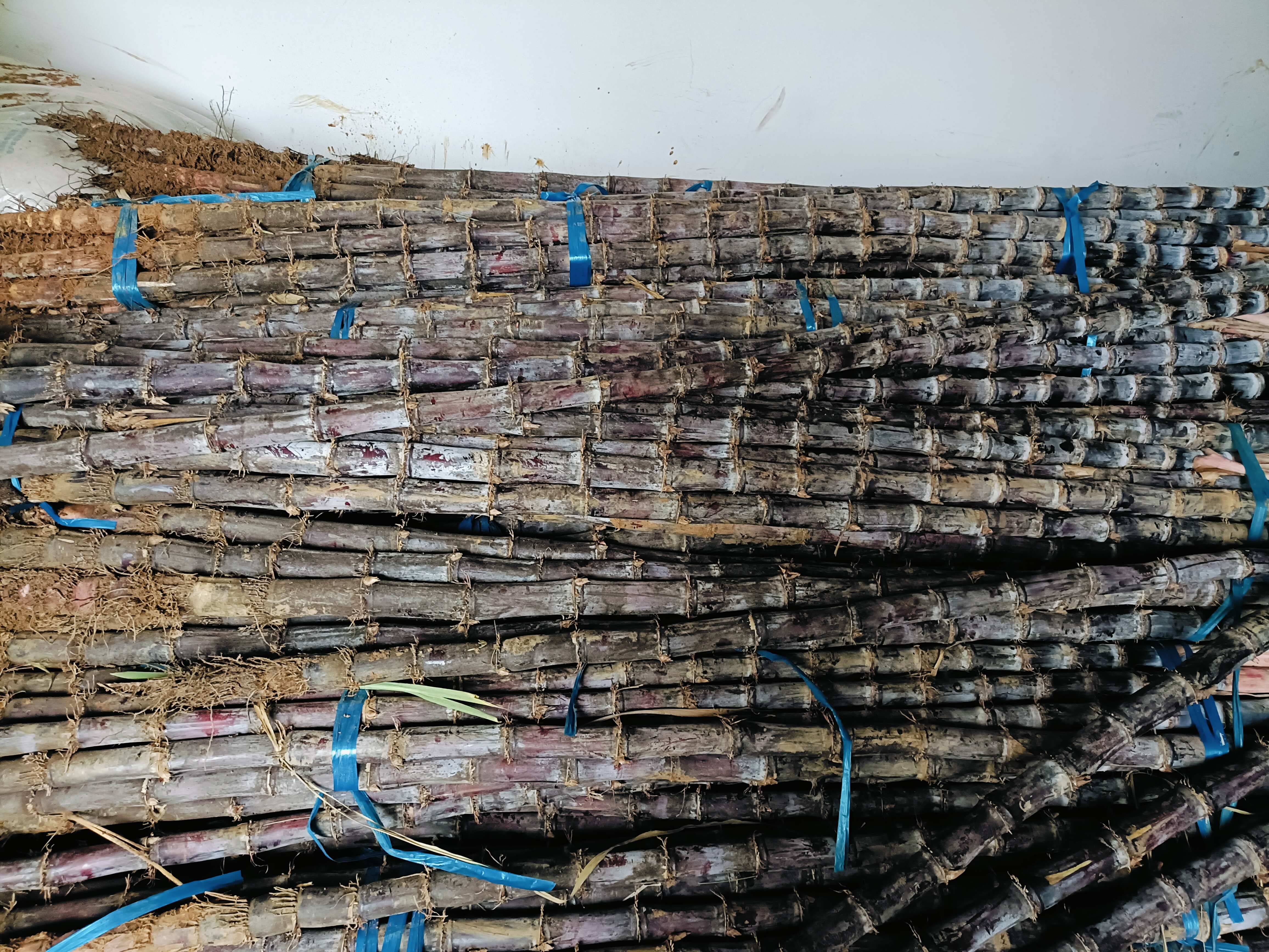 广西黑皮甘蔗，龙州货，甜度14---16.5统货