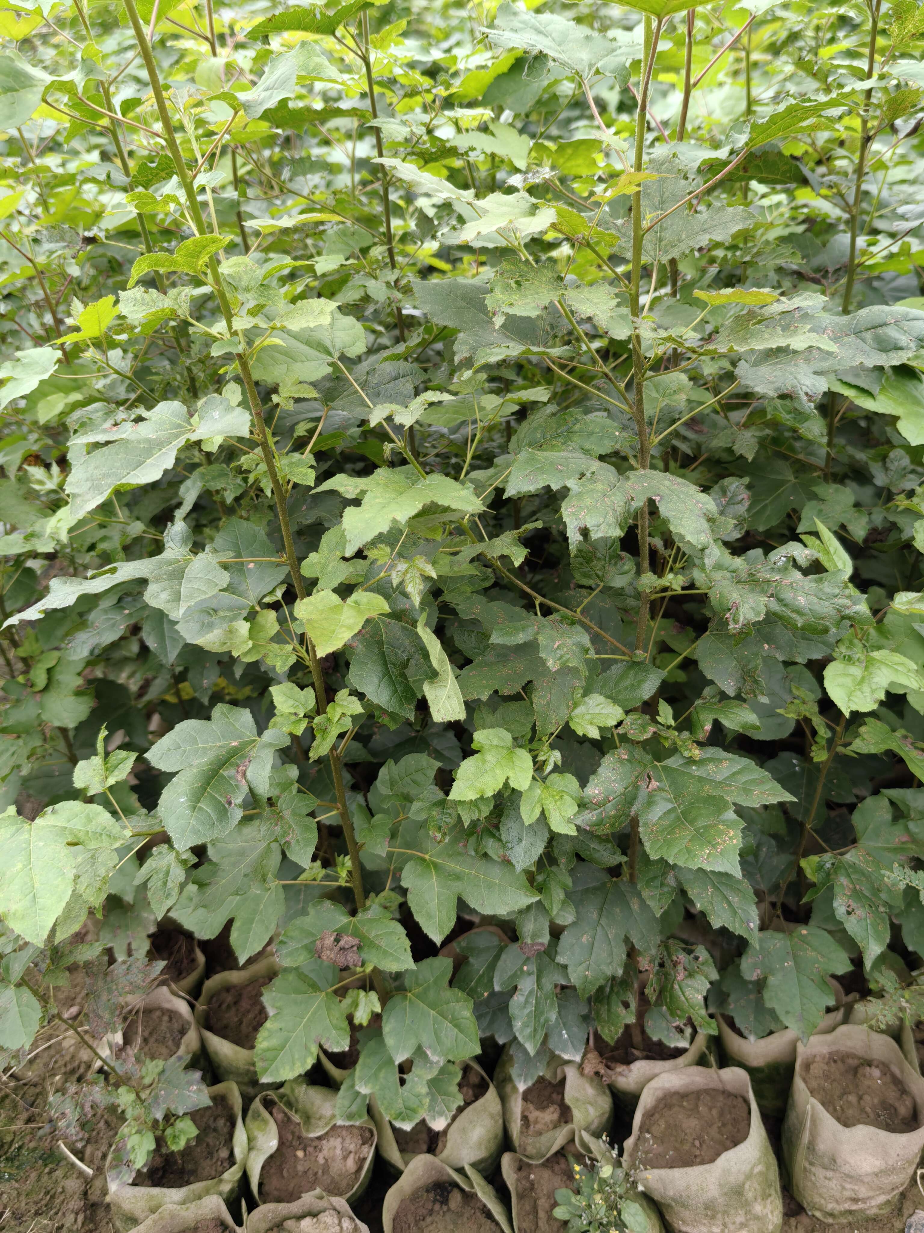 重庆市江津区枫香（杯苗）提供技术指导  手续齐全