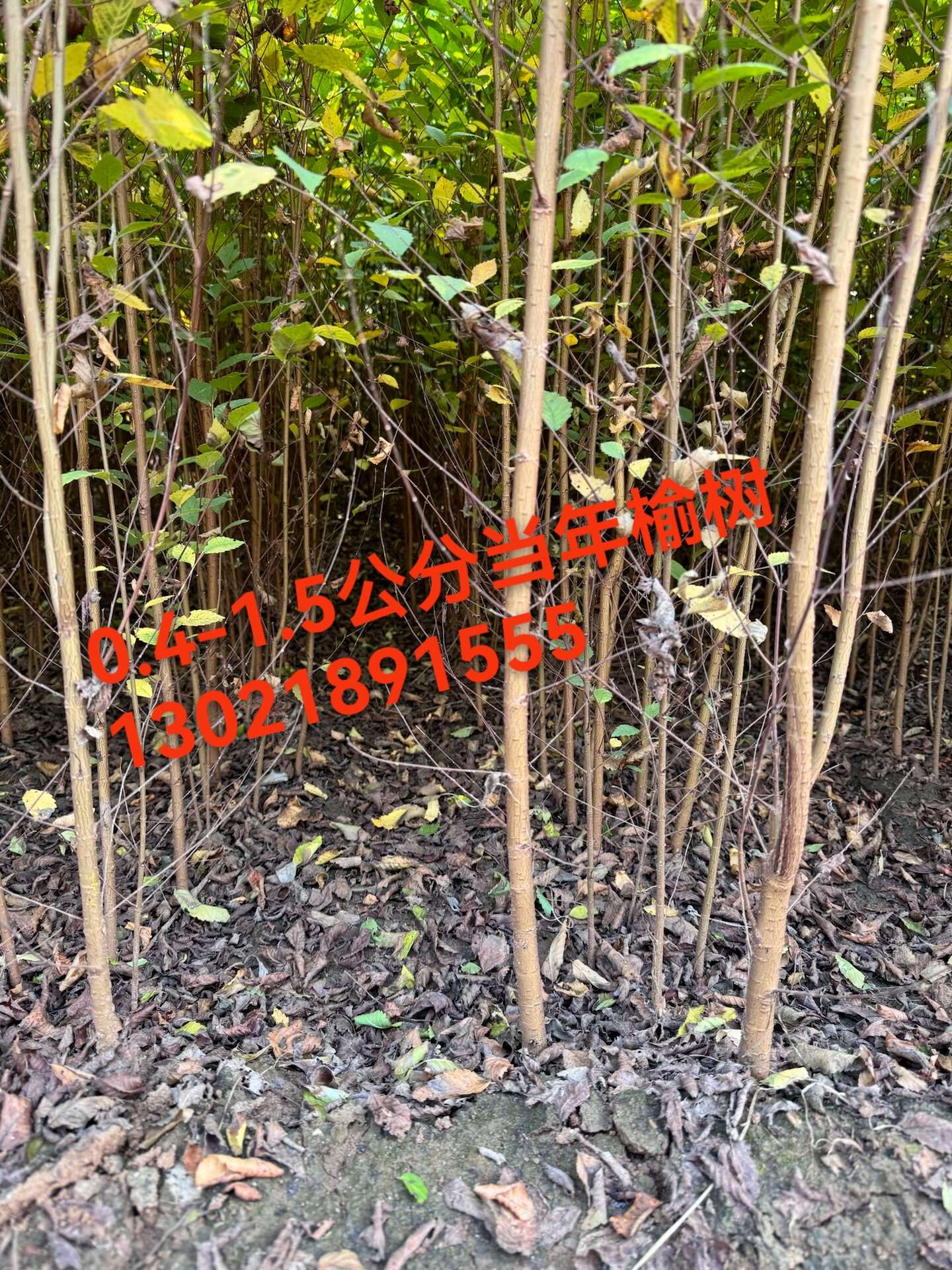 白榆榆树苗