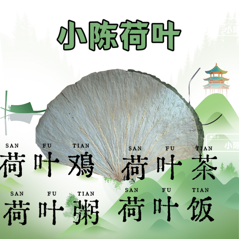 【精品】新鲜整张荷叶大张微山湖干荷叶包饭糯米鸡荷叶茶商用批发