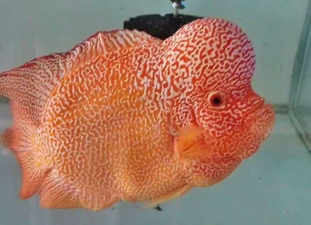 水产热带鱼罗汉鱼