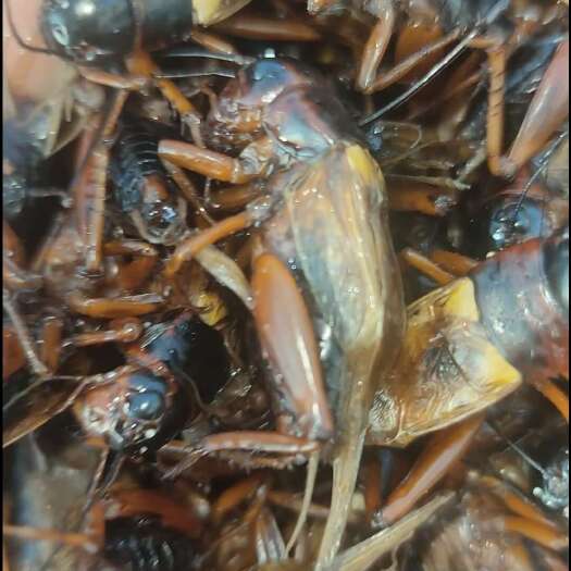 大量出售蟋蟀，活体，成虫带籽，均有货，一批一出，没存货，保质