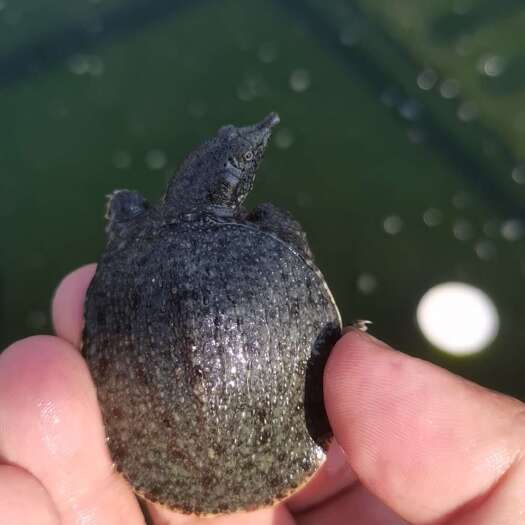南丰县纯外塘冷水甲鱼苗。