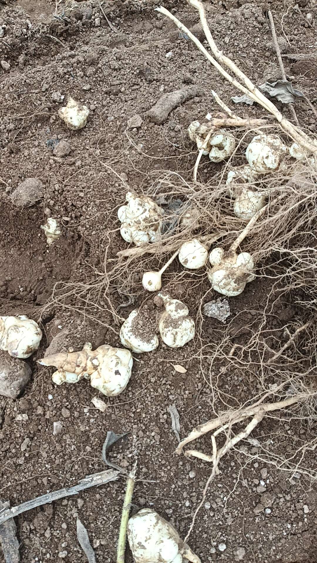优质白皮洋姜产地直发，欢迎订购