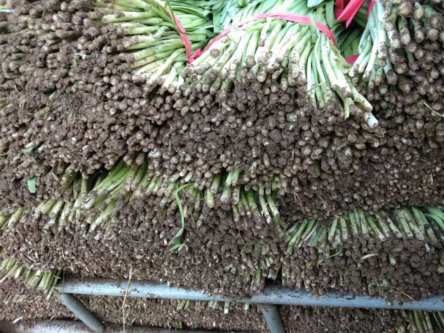 河北省唐山市乐亭棚韭菜大量上市