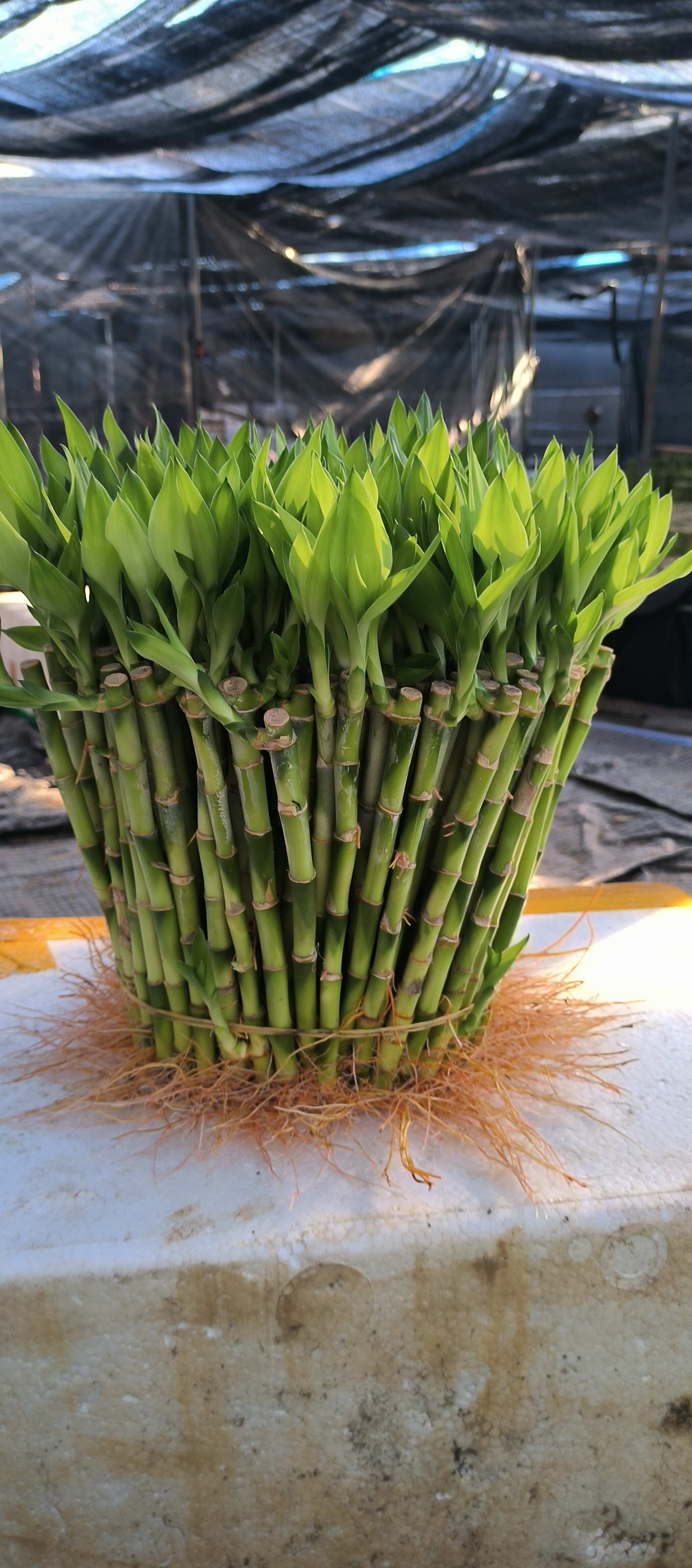 富贵竹，观音竹