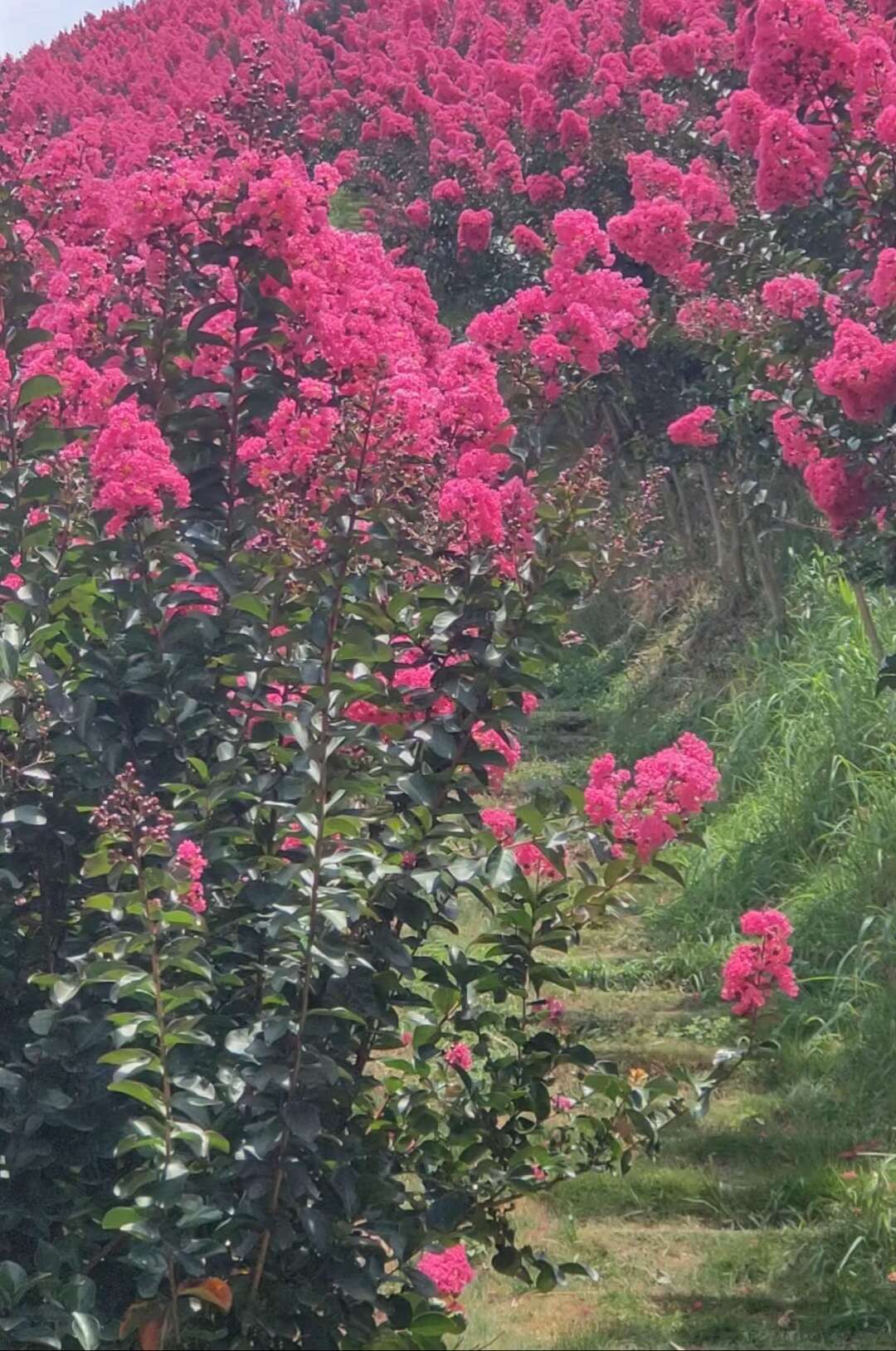 重庆垫江紫薇树，优质痒痒树