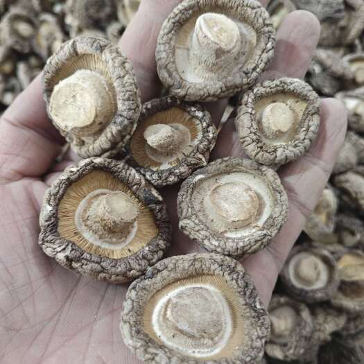 鲁山县香菇通货新货 可供商超摆摊电商干香菇肉厚 干度好干净冬菇花菇