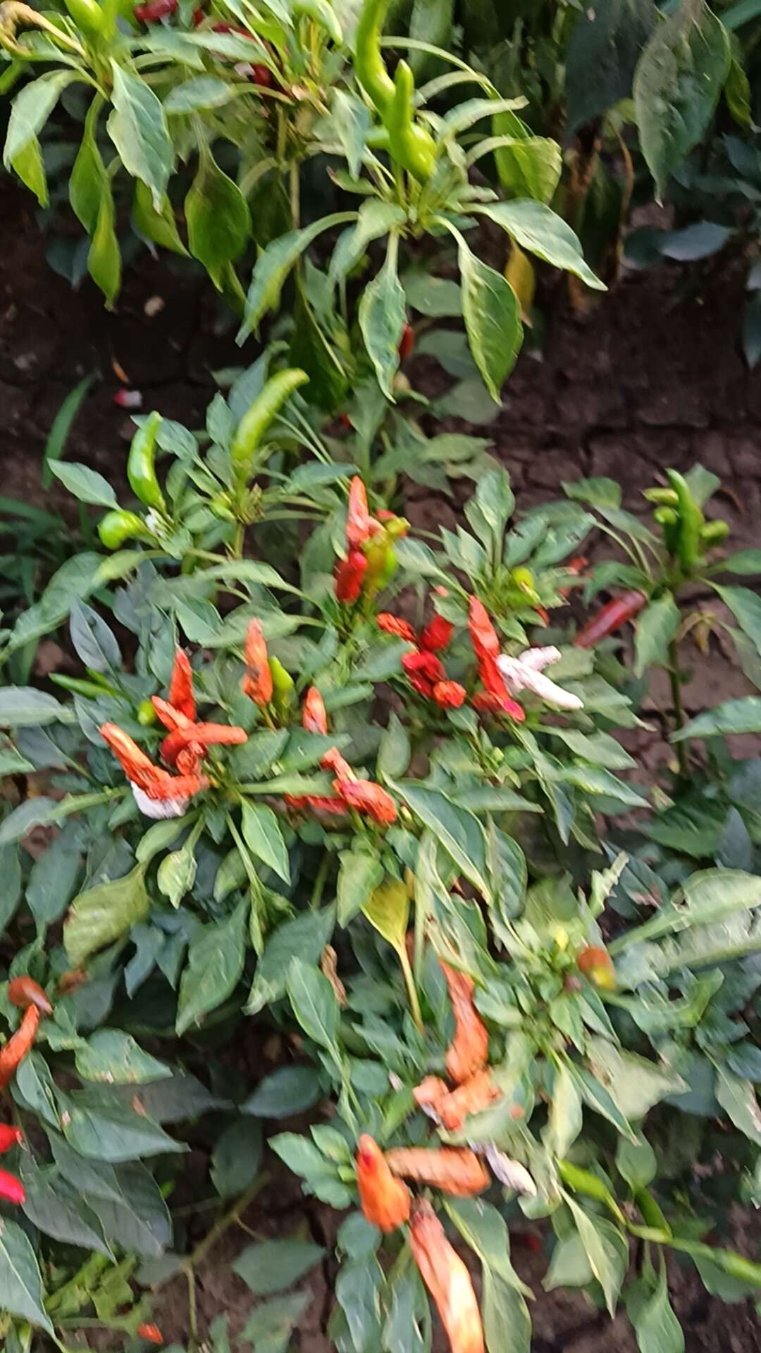 朝天椒干辣椒
